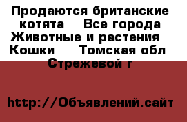 Продаются британские котята  - Все города Животные и растения » Кошки   . Томская обл.,Стрежевой г.